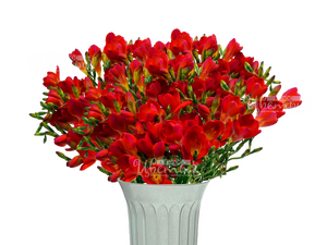 Фрезия красная